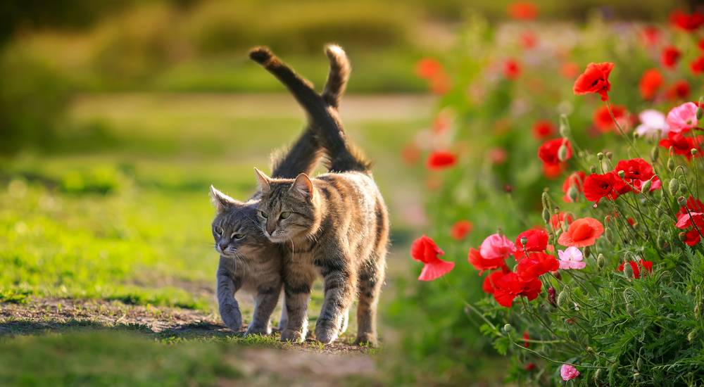 Bergerak Aktif, Tetap Merasa Lembut